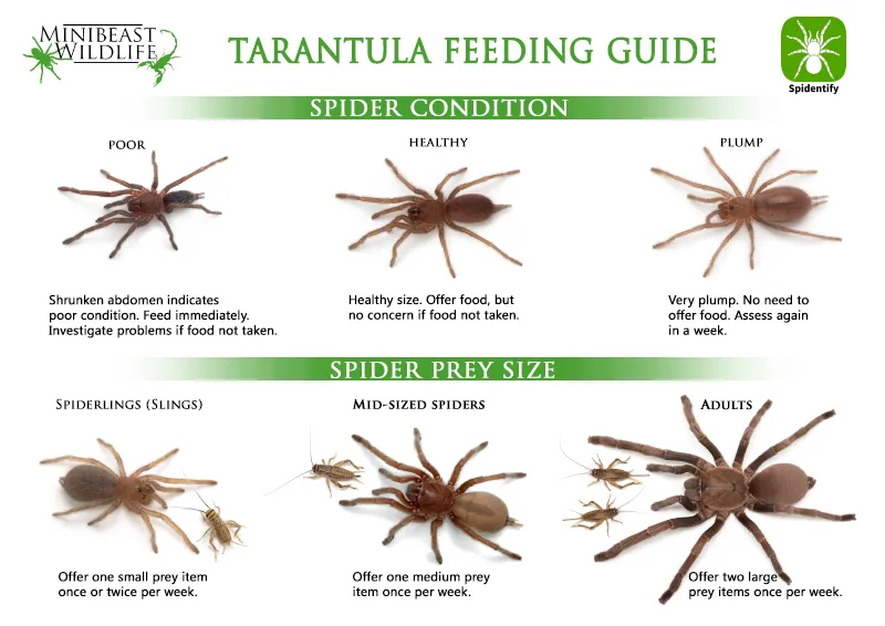 21088 tarantula feeding guide image2