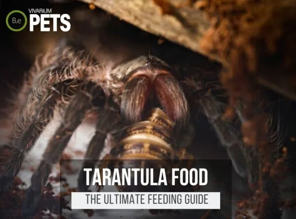 21089 crispy fried tarantula legs