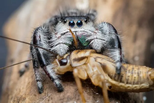 21089 tarantula legs food overview