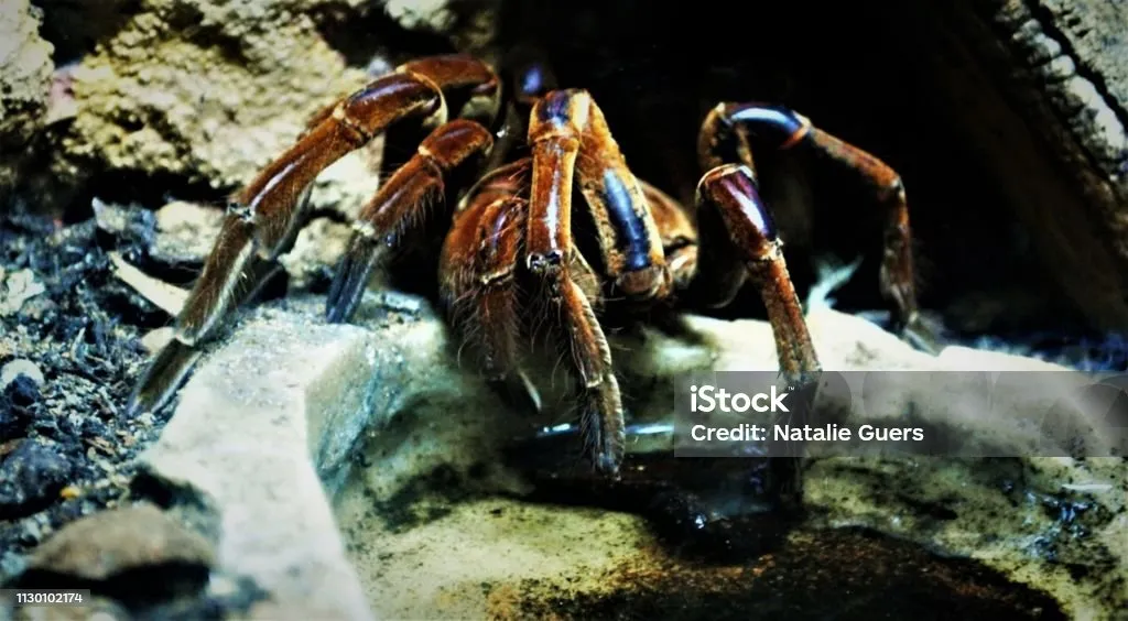 21089 tarantula legs stir fry