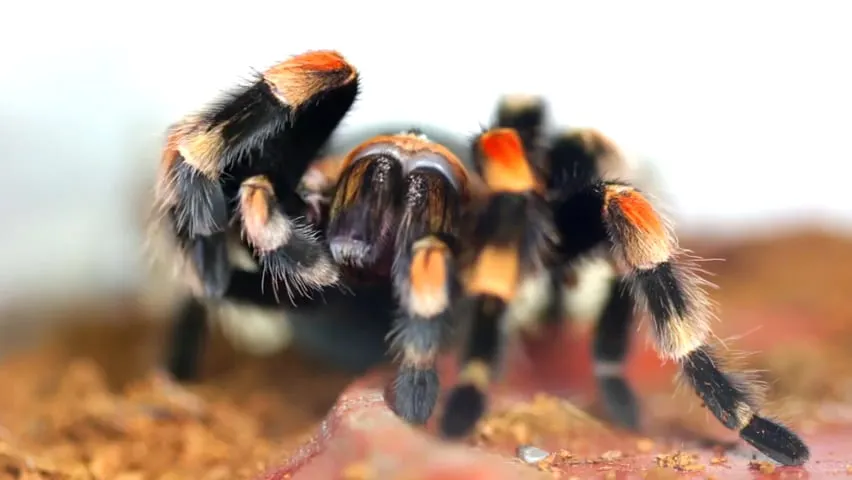 21089 tarantula legs with garlic butter