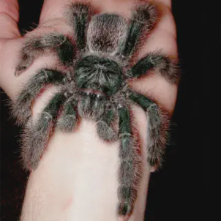 /img/21090-dwarf-pink-toe-tarantula-breeding.webp