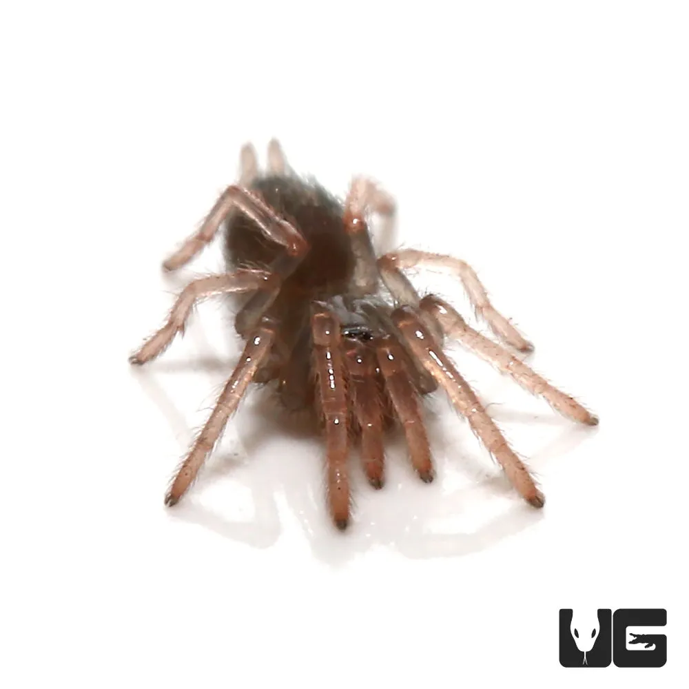 21090 dwarf pink toe tarantula enclosure setup
