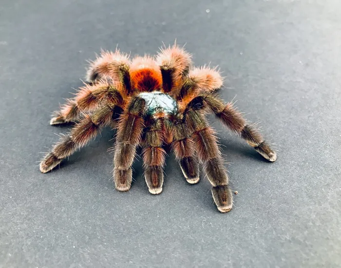 21090 dwarf pink toe tarantula molting