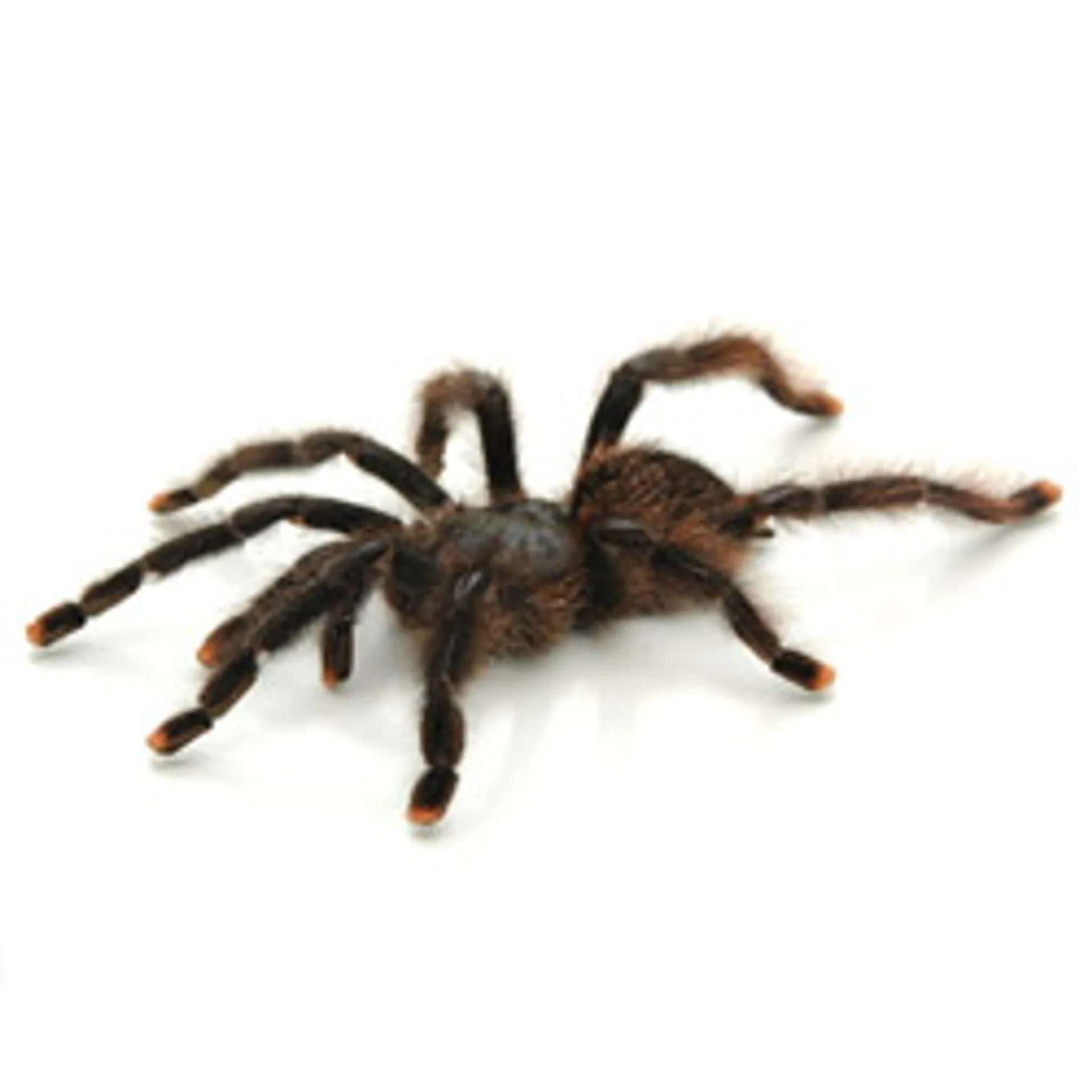21090 dwarf pink toe tarantula overview