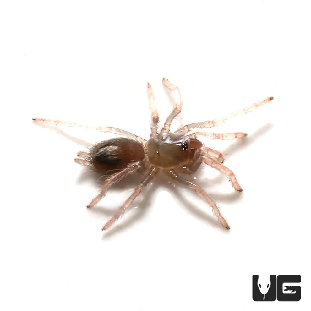 21090 dwarf pink toe tarantula size comparison
