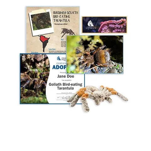/img/21091-goliath-bird-eater-tarantula-breeding.webp