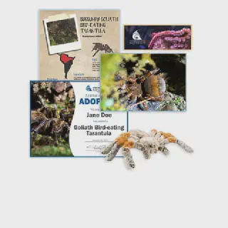 /img/21091-goliath-bird-eater-tarantula-breeding.webp