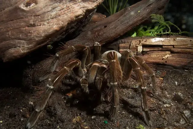 21091 goliath bird eater tarantula enclosure