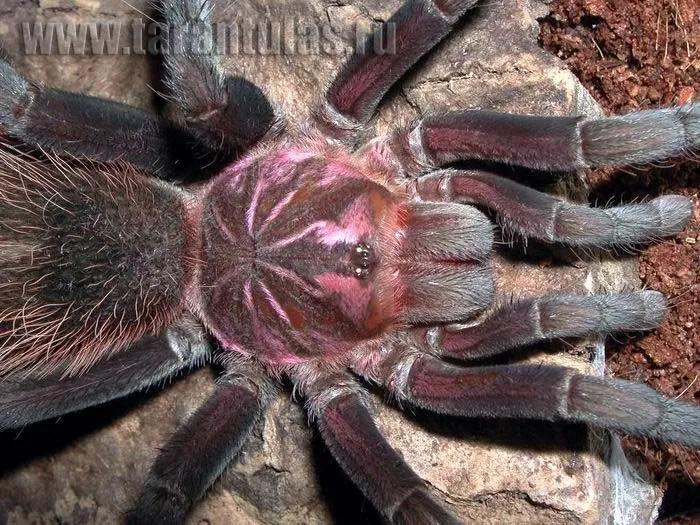 21091 goliath bird eater tarantula feeding