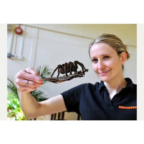 21091 goliath bird eater tarantula handling