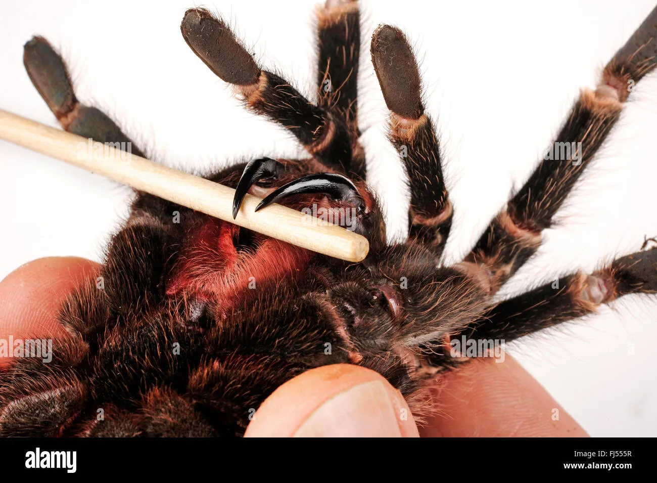 21091 goliath bird eater tarantula health