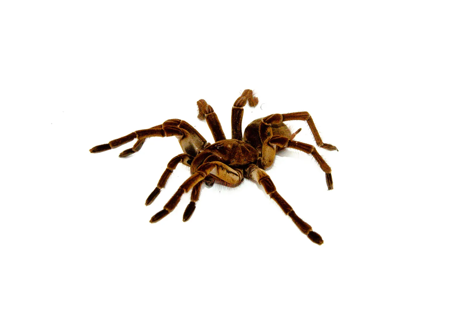 21091 goliath bird eater tarantula humidity