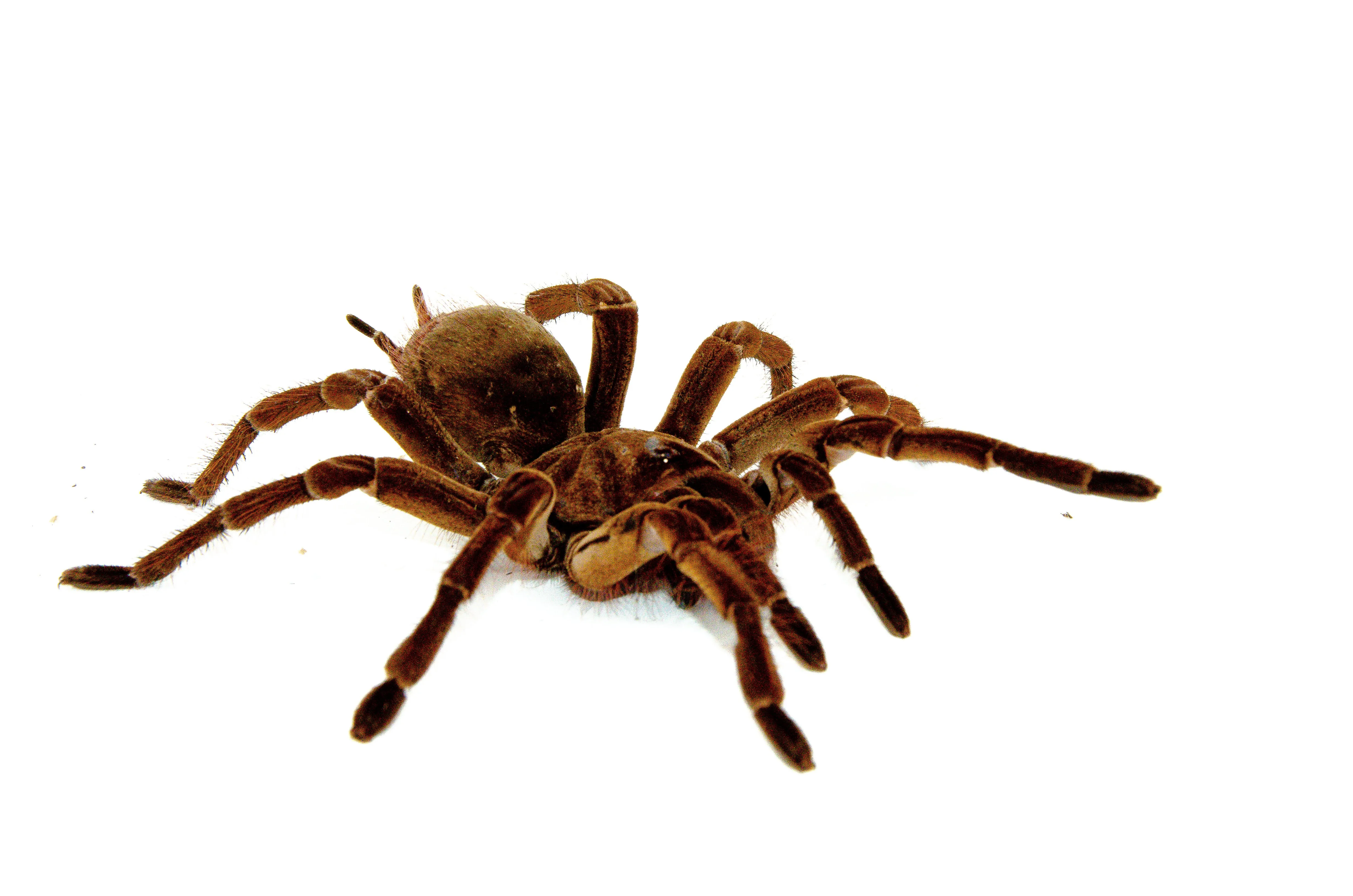 21091 goliath bird eater tarantula substrate