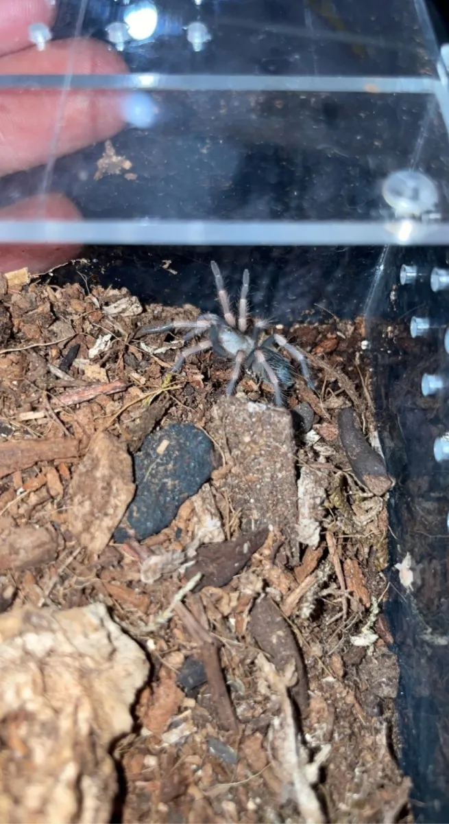 21092 cleaning tarantula hut