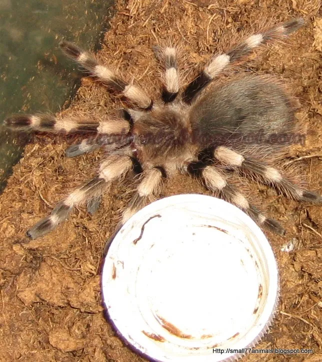 /img/21092-online-tarantula-hut.webp
