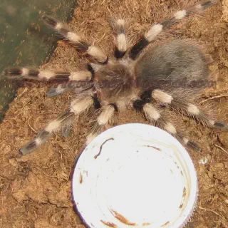/img/21092-online-tarantula-hut.webp