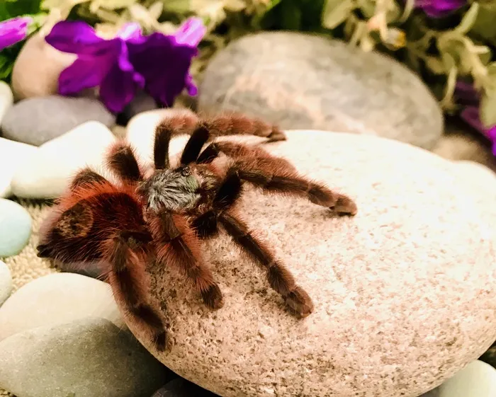 21093 pink toe tarantula habitat