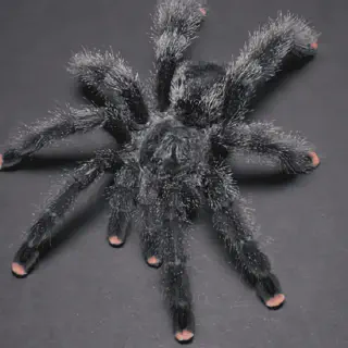 /img/21093-pink-toe-tarantula-lifespan.webp