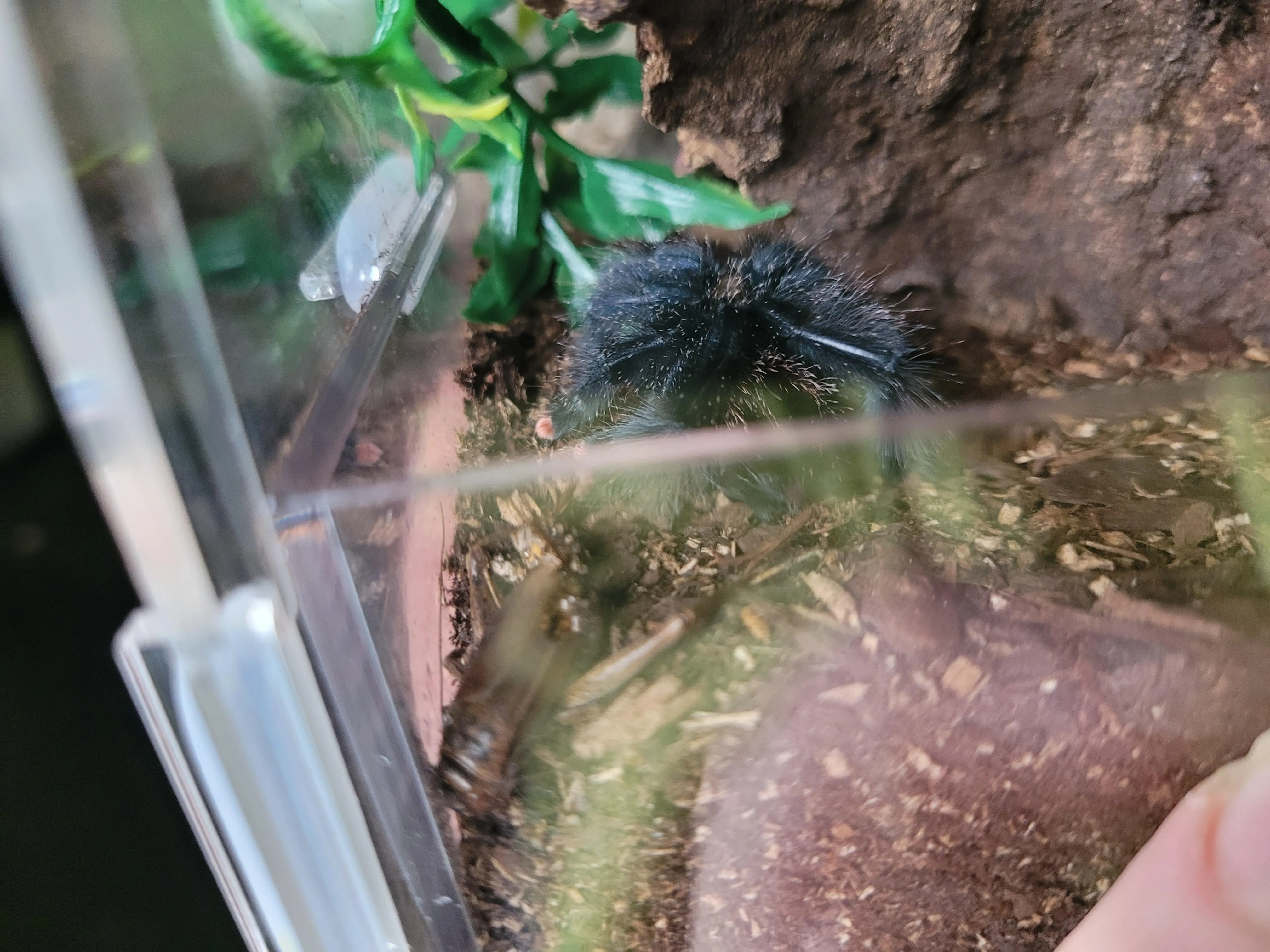 21095 tarantula feeding