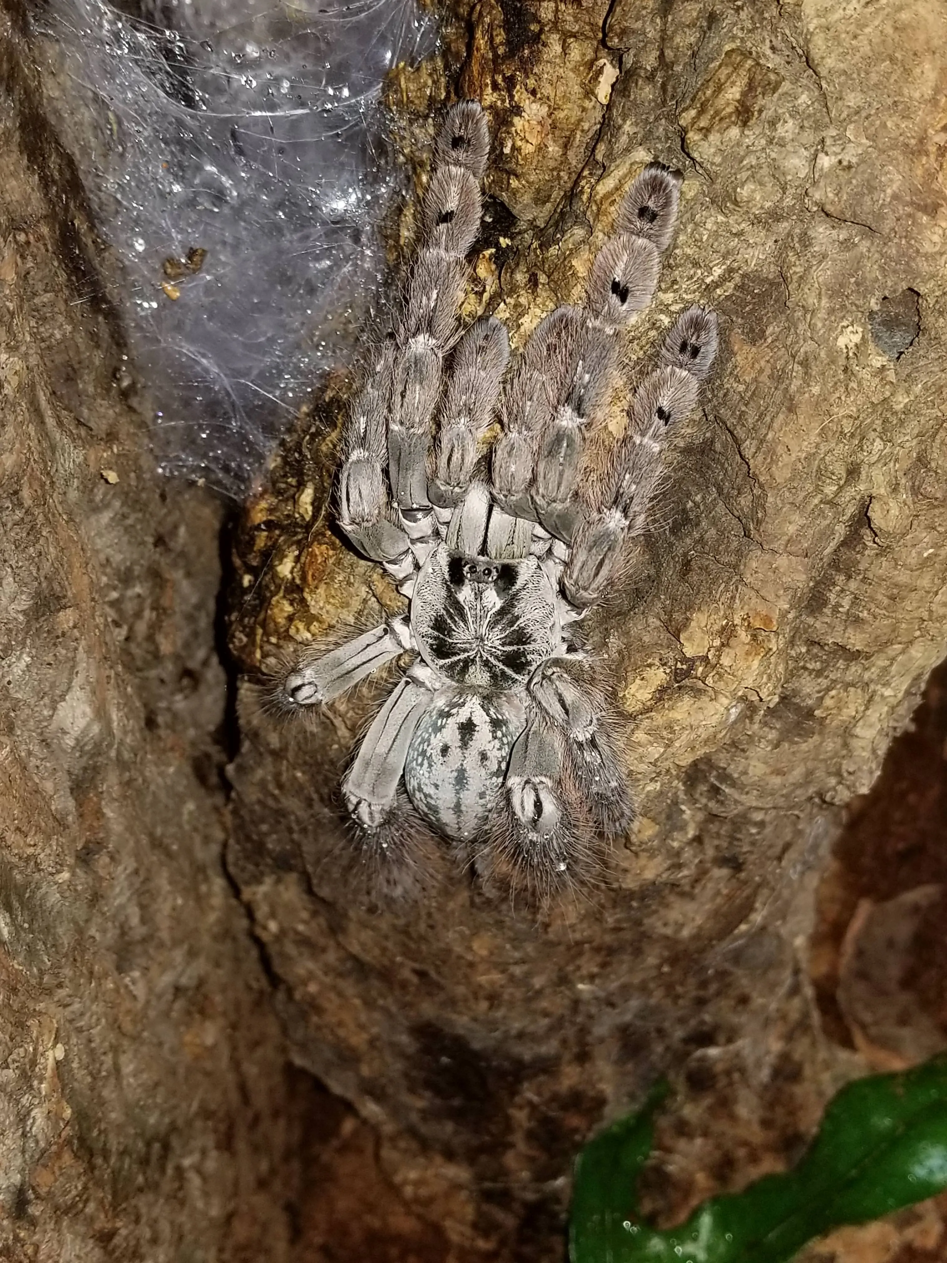 21095 tarantula molt handling