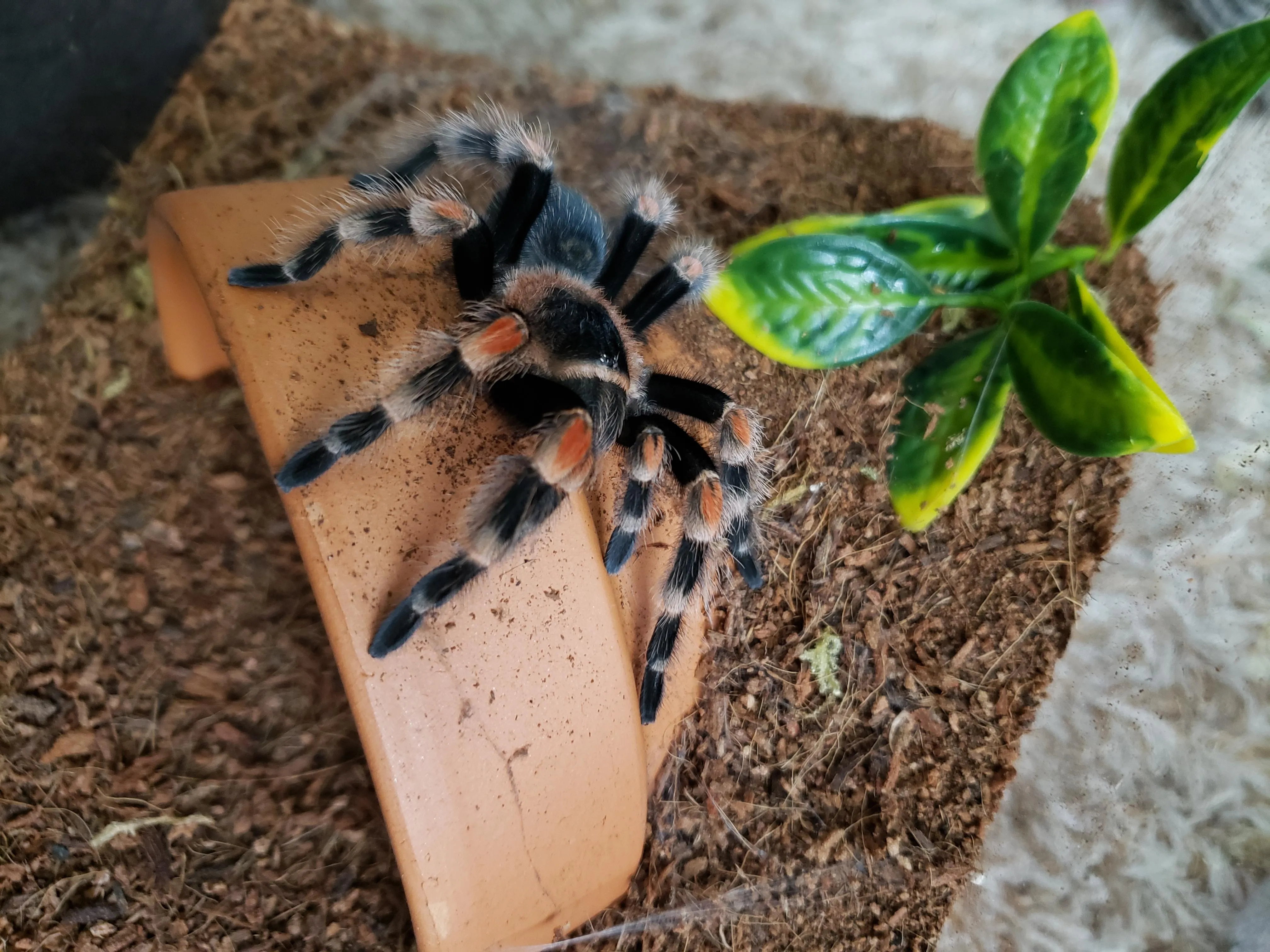 21095 tarantula sexing molt
