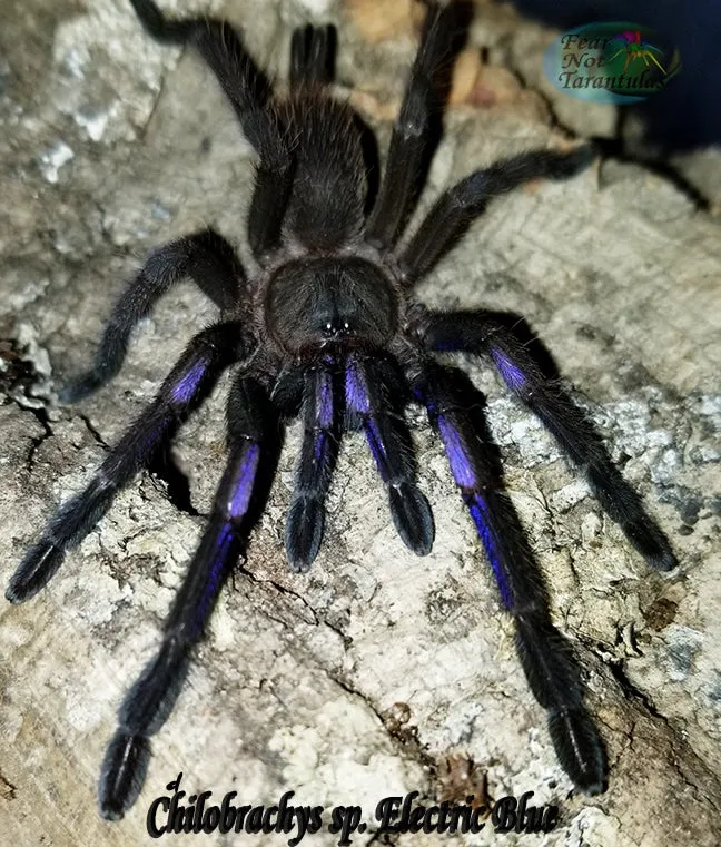 21096 electric blue tarantula close up
