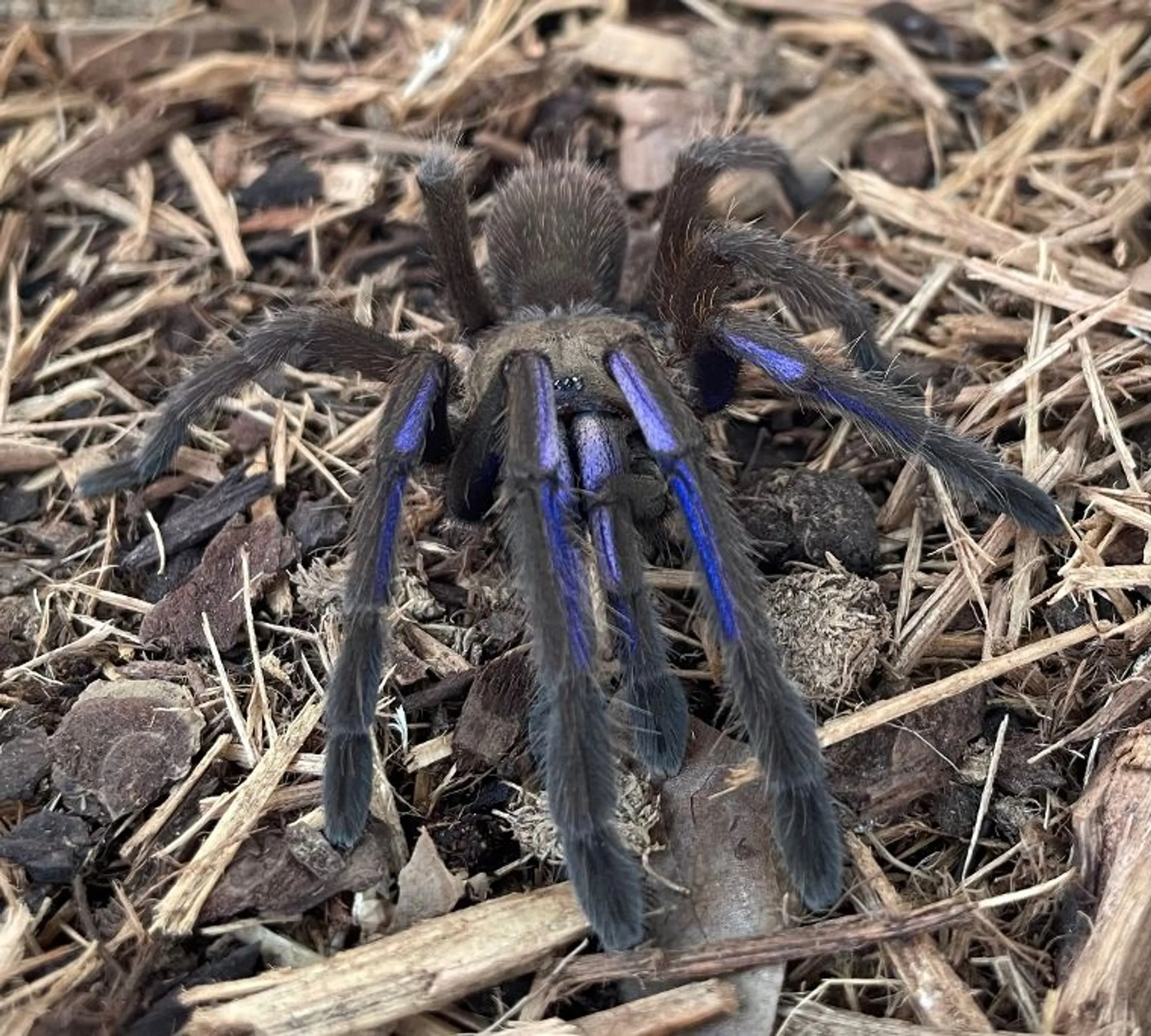 21096 electric blue tarantula comparison