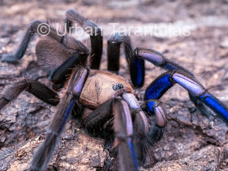 21096 electric blue tarantula enclosure