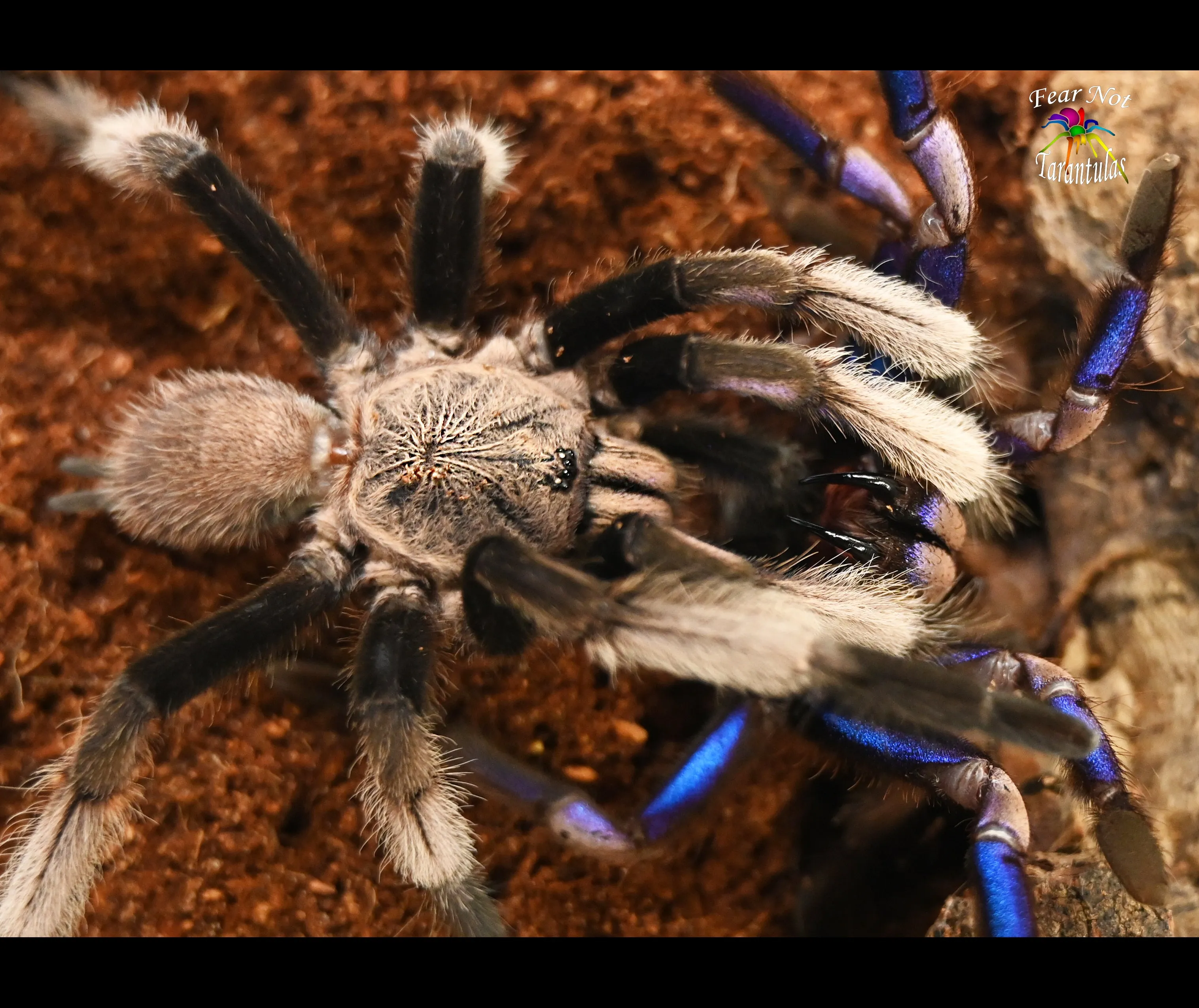 21096 electric blue tarantula feeding