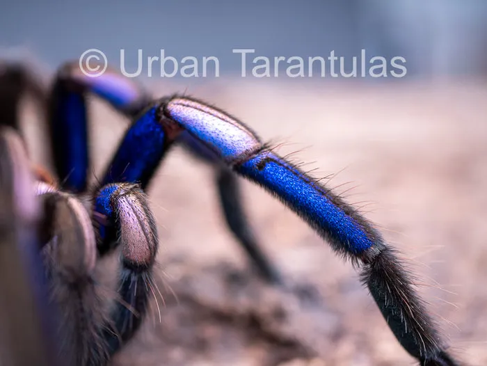 21096 electric blue tarantula morphs