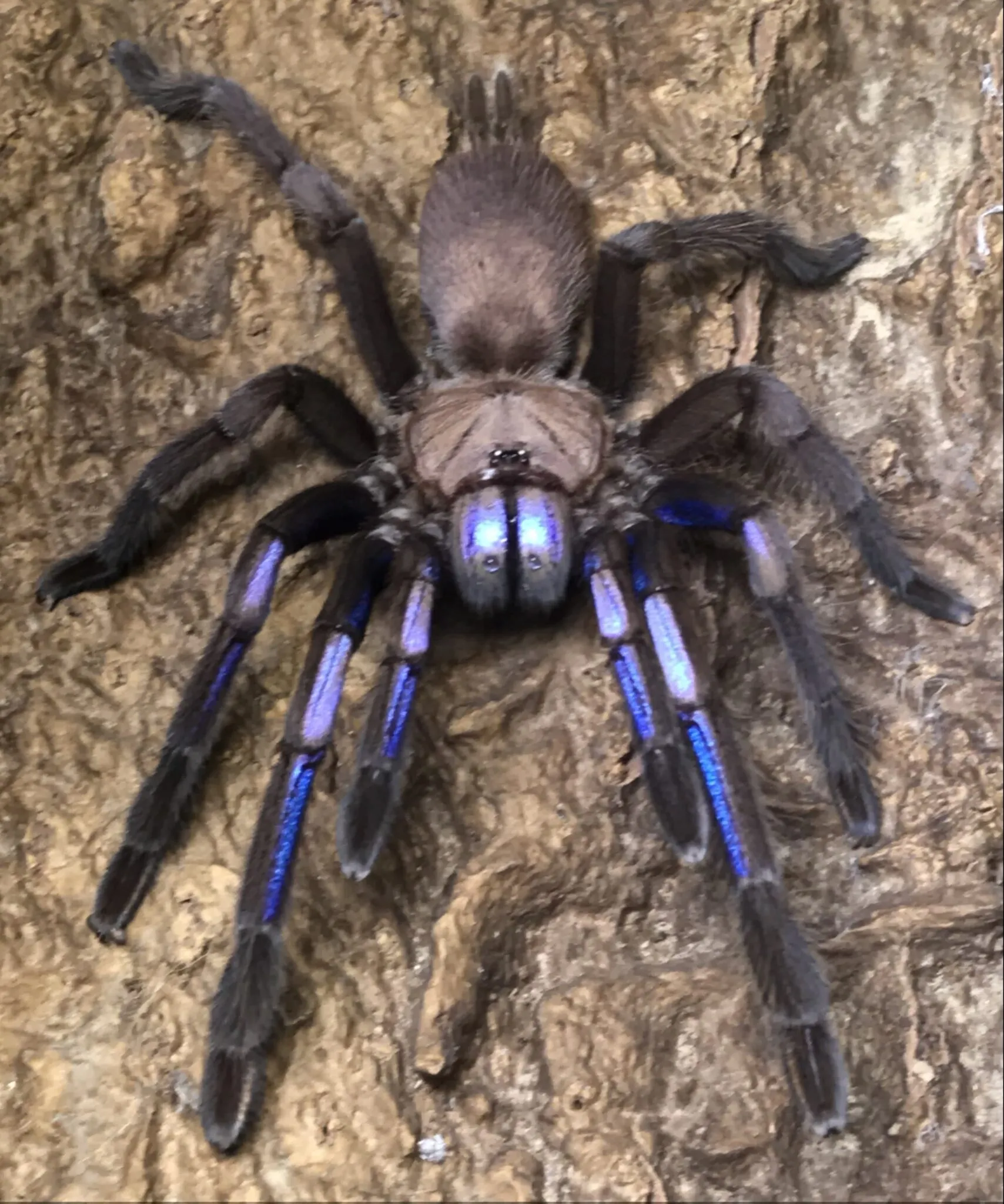 21096 electric blue tarantula overview