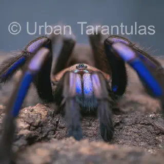 /img/21096-electric-blue-tarantula-research.webp