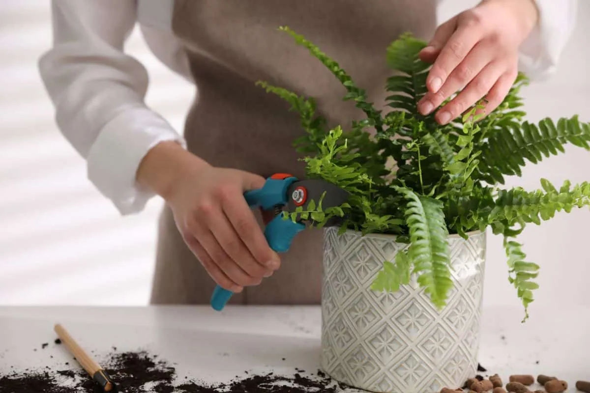 21097 tarantula fern division