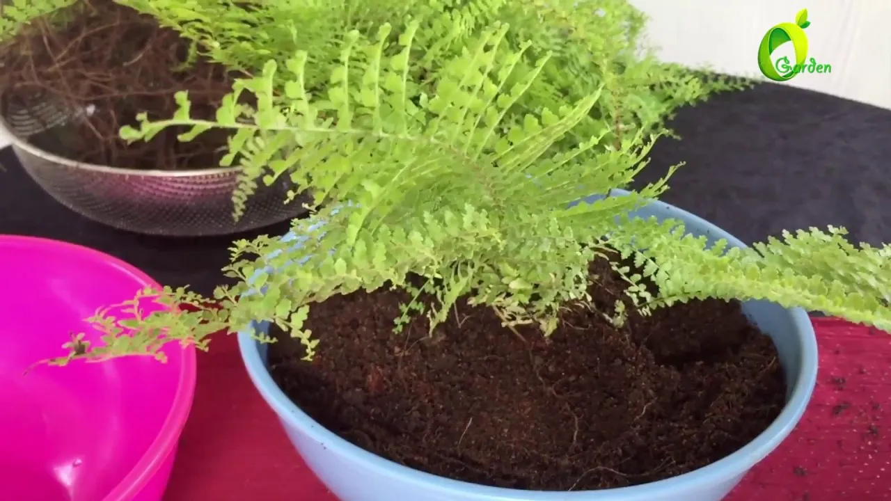 21097 tarantula fern layering
