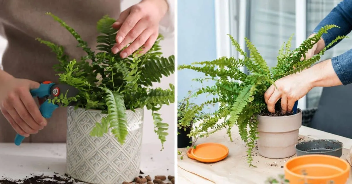 21097 tarantula fern rhizomes