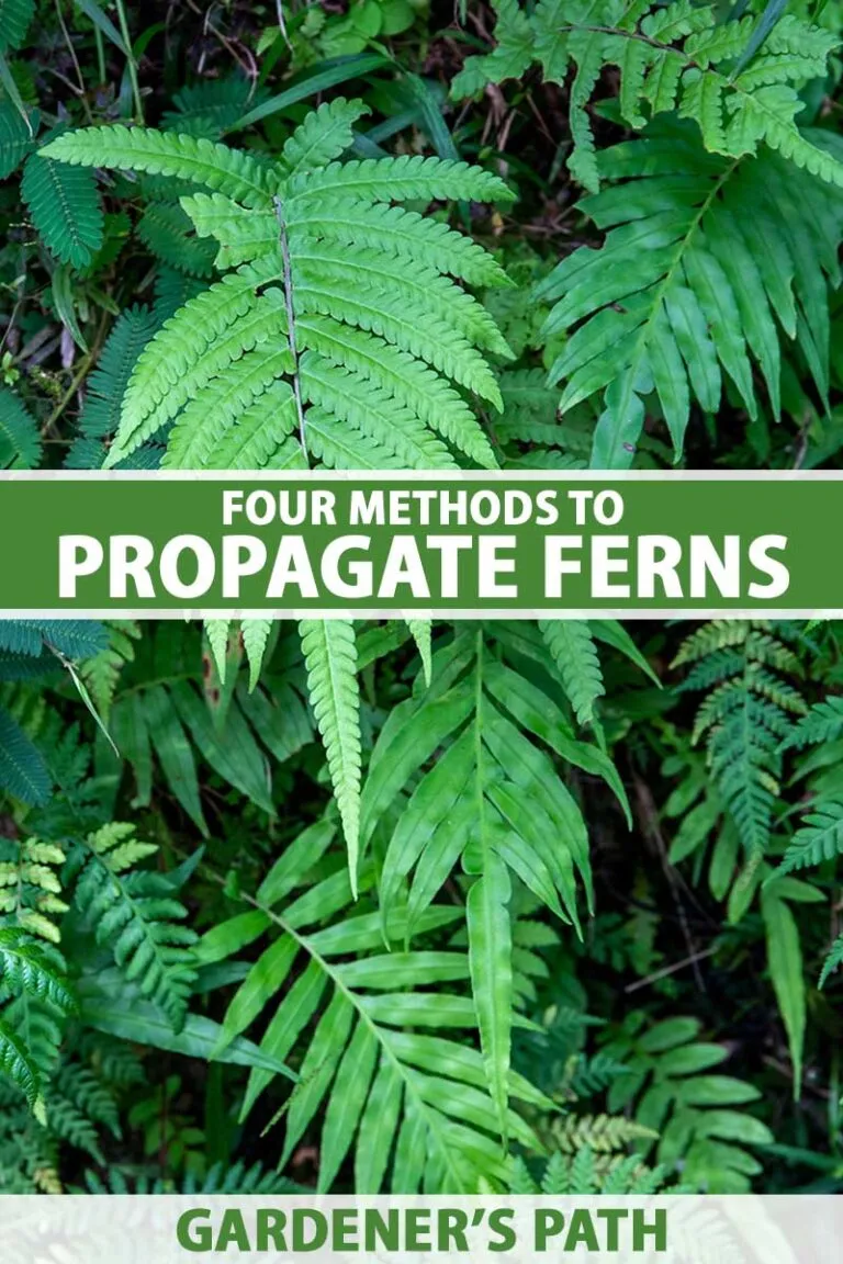 /img/21097-tarantula-fern-sunlight.webp