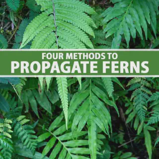 /img/21097-tarantula-fern-sunlight.webp