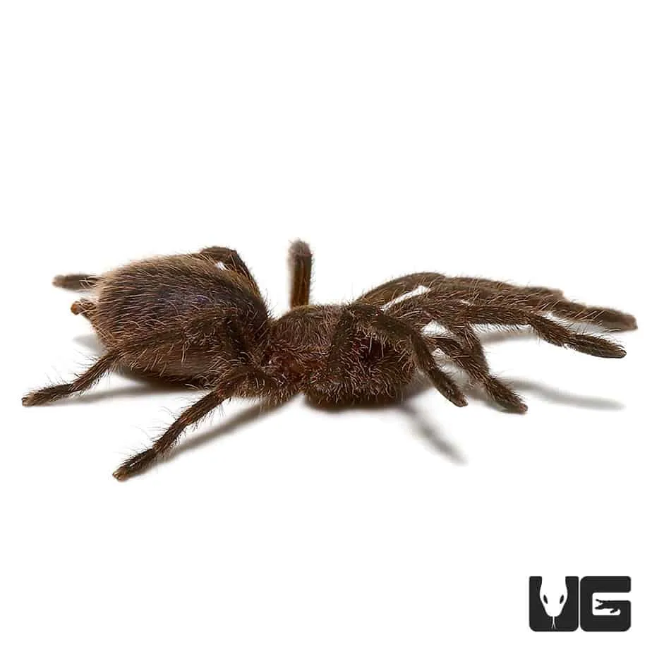 21099 cobalt blue tarantula conservation