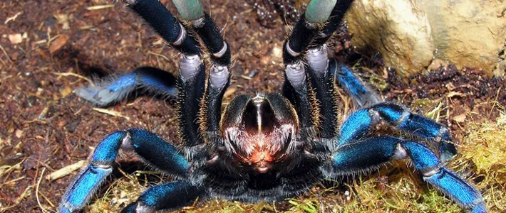 21099 cobalt blue tarantula feeding