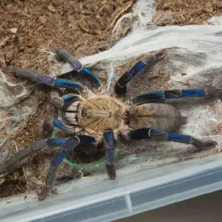 /img/21099-cobalt-blue-tarantula-pet.webp