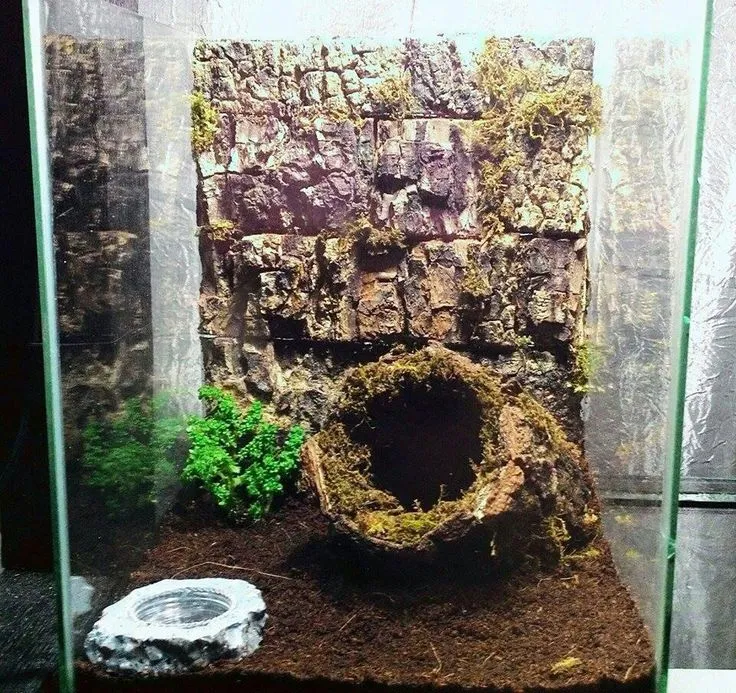 /img/21103-cleaning-tarantula-terrarium.webp