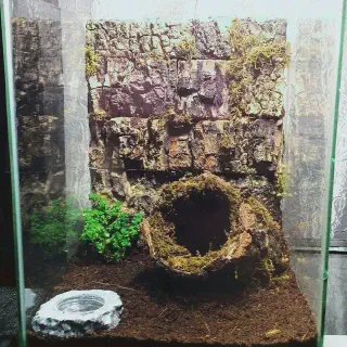 /img/21103-cleaning-tarantula-terrarium.webp