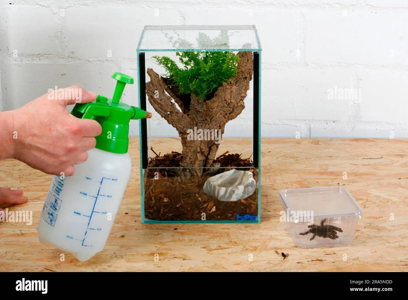 21103 tarantula feeding