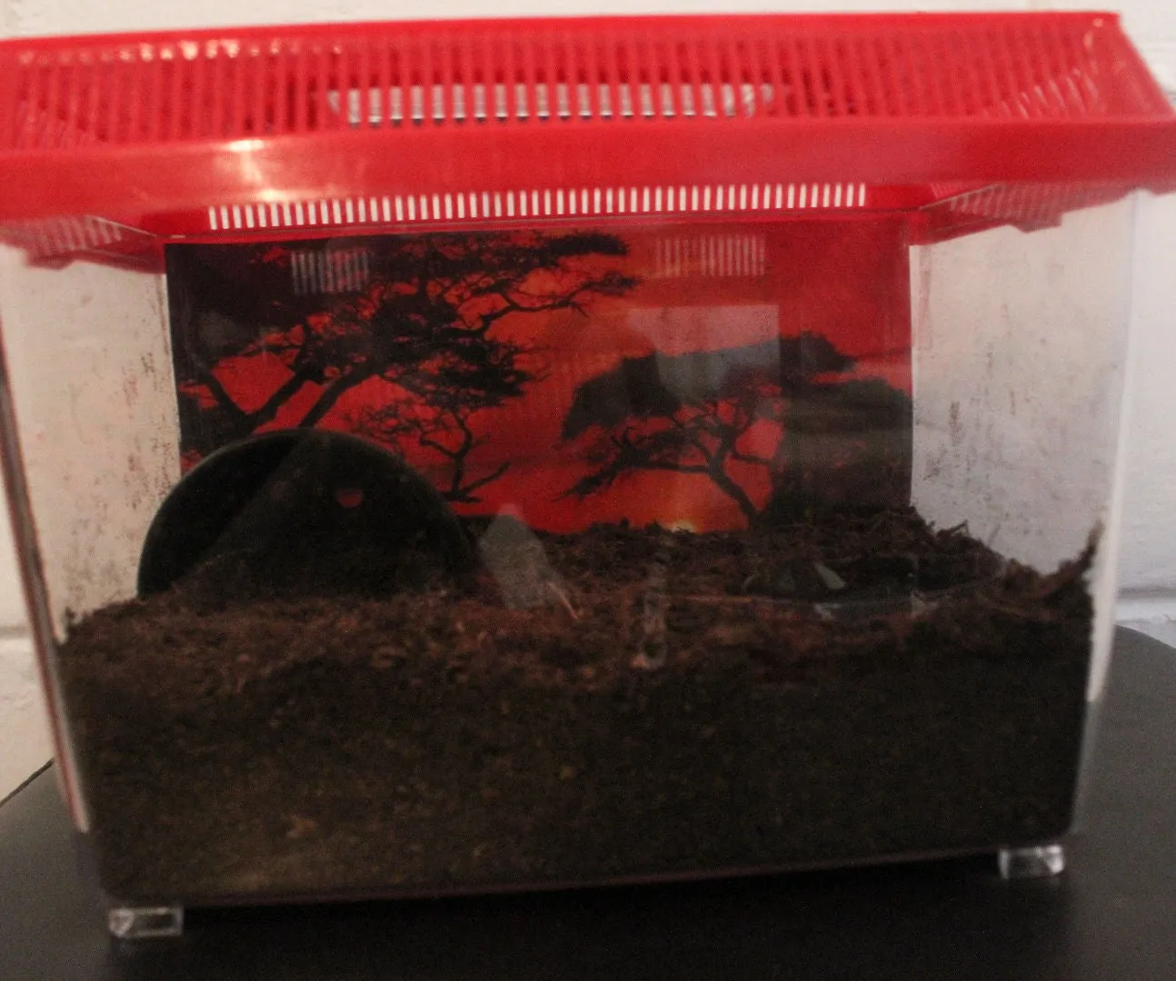 21103 tarantula terrarium size
