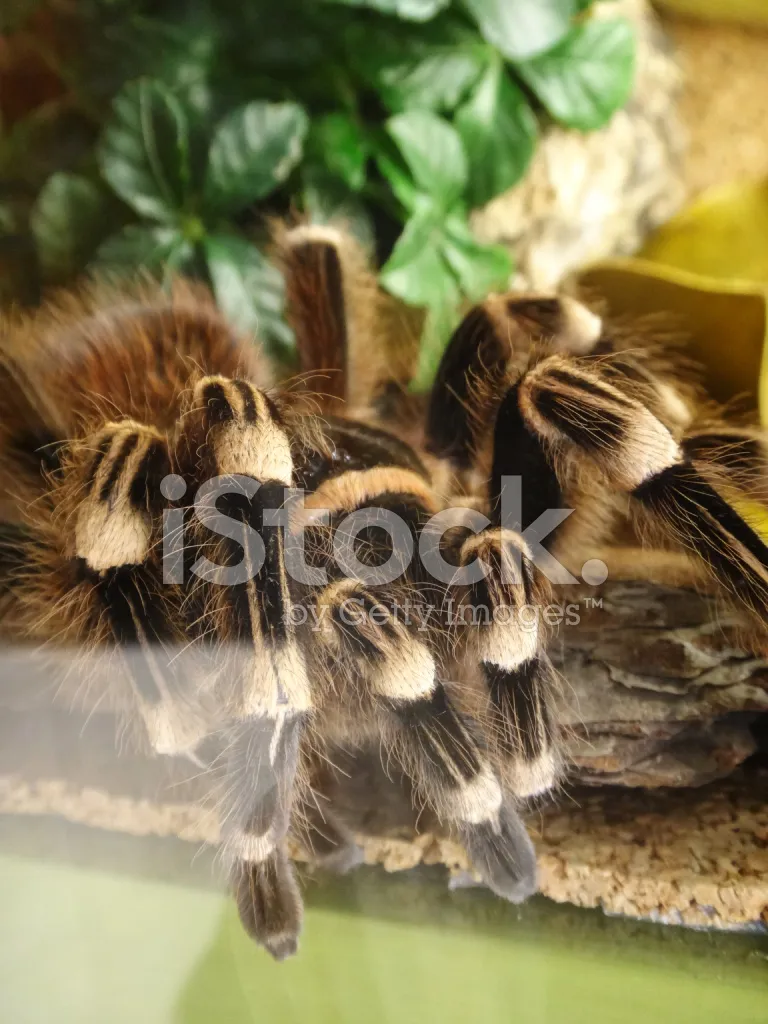 21103 tarantula terrarium substrate