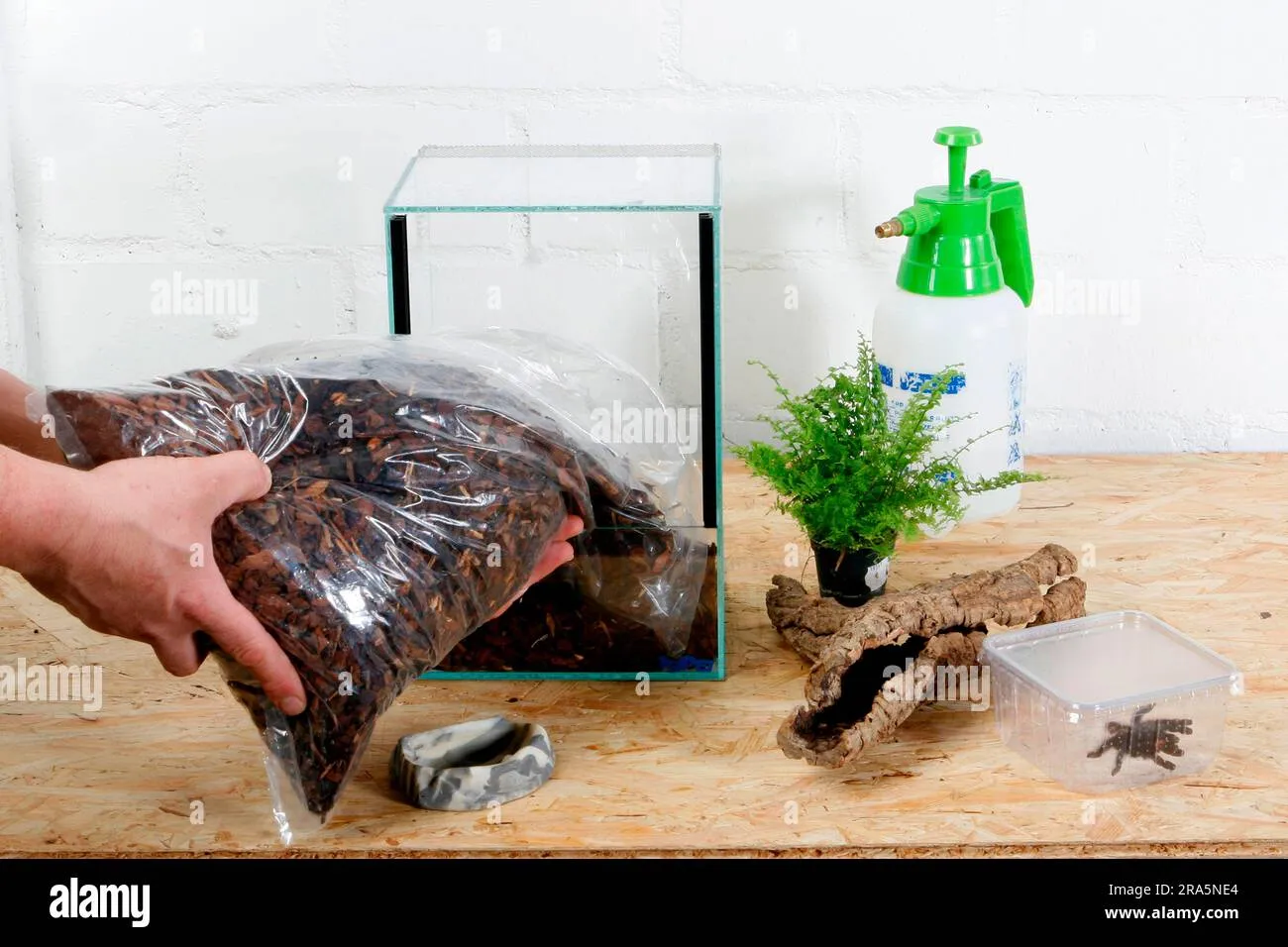 21103 tarantula water dish