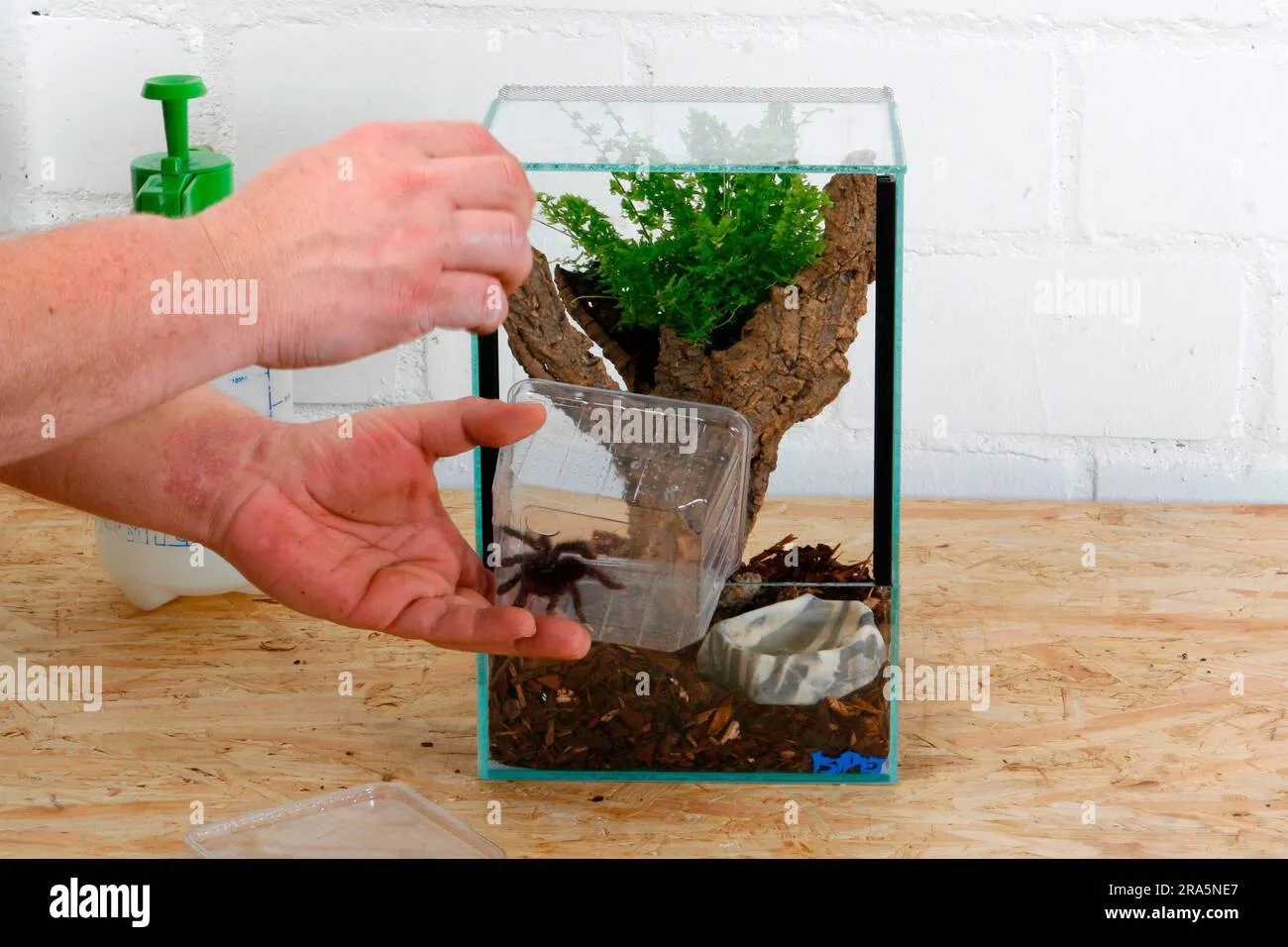 21103 terrarium decorations