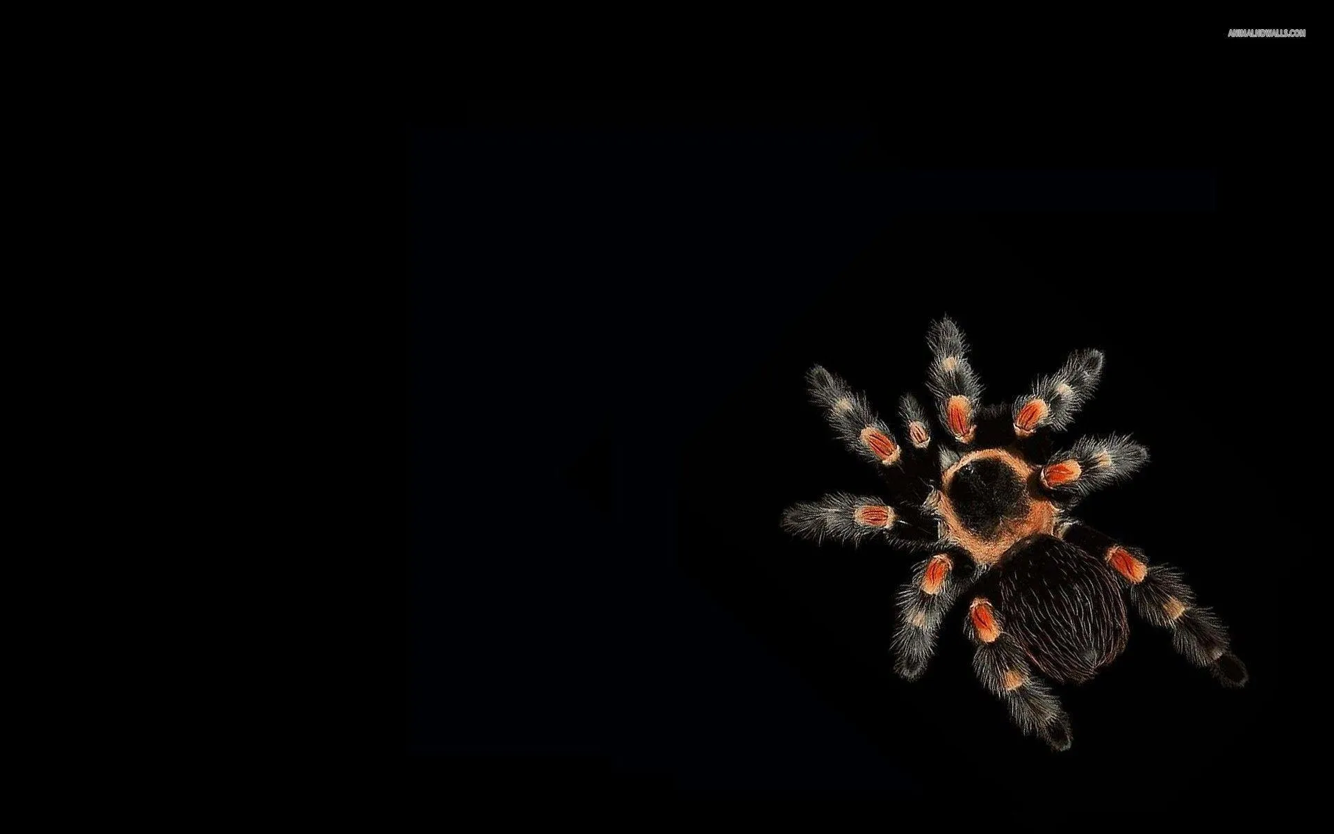 21105 tarantula logo design