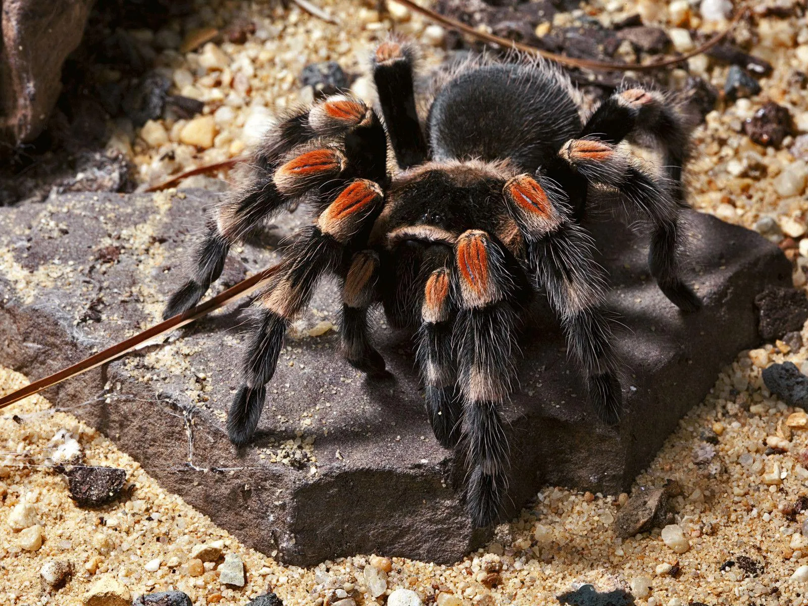 /img/21105-tarantula-logo-wallpaper-7.webp
